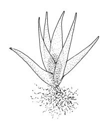 Holomitrium perichaetiale, perigonium. Drawn from A.J. Fife 7473, CHR 406880.
 Image: R.C. Wagstaff © Landcare Research 2018 